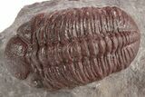 Red Morocops Trilobite - Hmar Laghdad, Morocco #311192-1